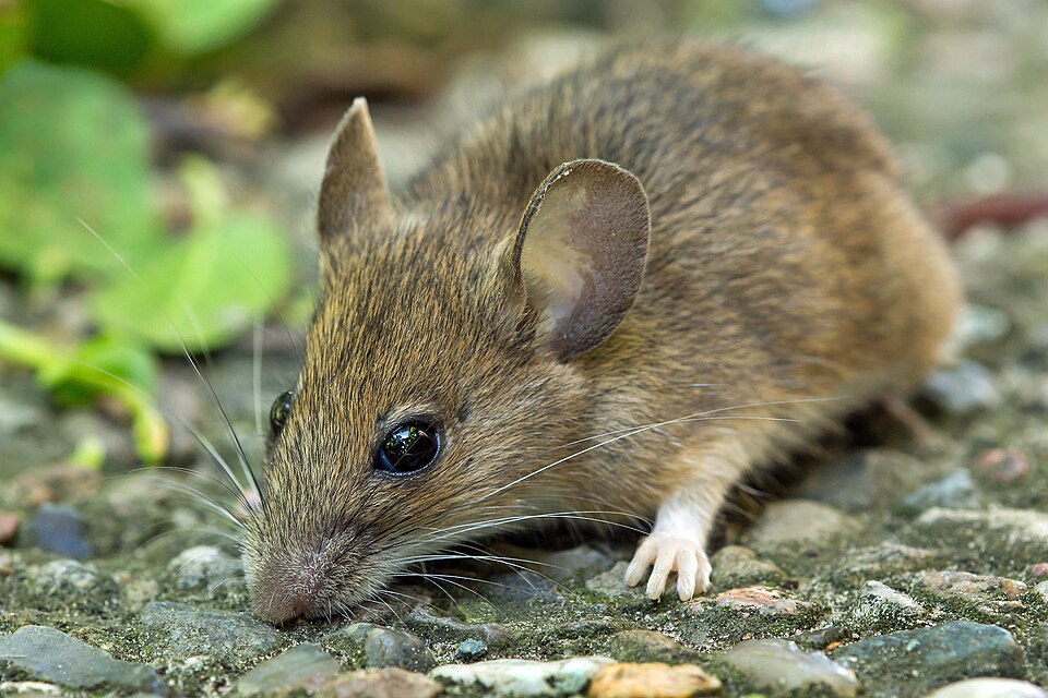 Die Waldmaus (Apodemus sylvaticus)