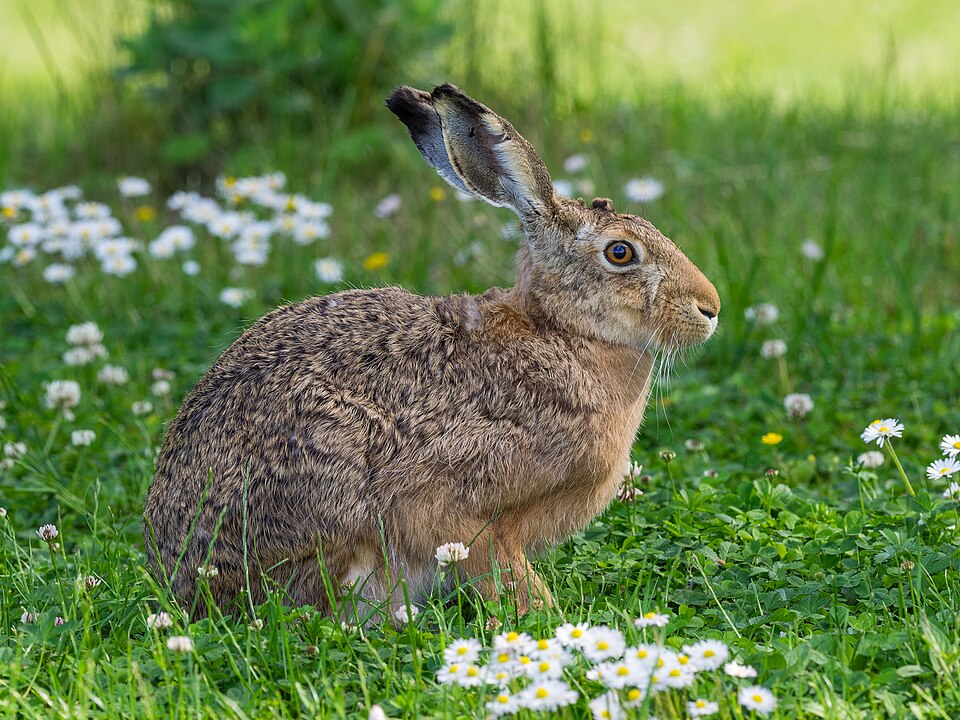 Der Feldhase (Lepus europaeus)