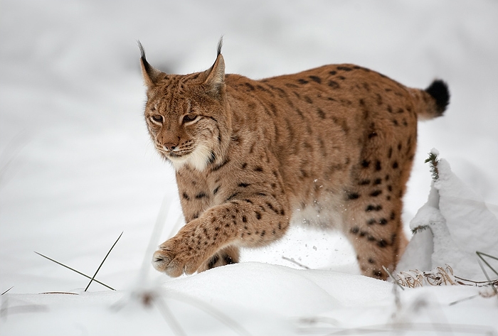 Der Eurasische Luchs (Lynx lynx)